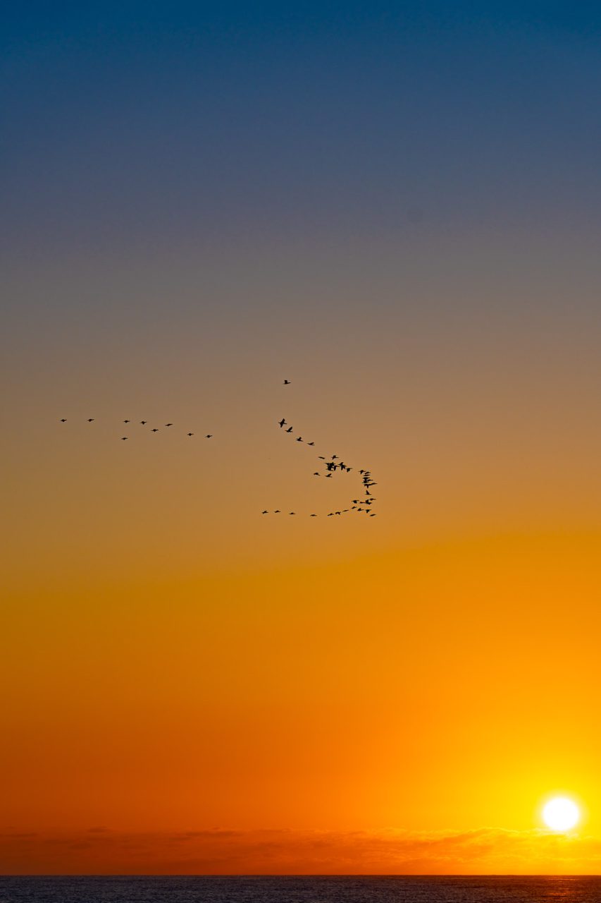 Sunset with birds.bemelman.nl
